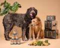 THE PACK Vegan Dog Food voucher codes THE PACK Vegan Dog Food voucher codes