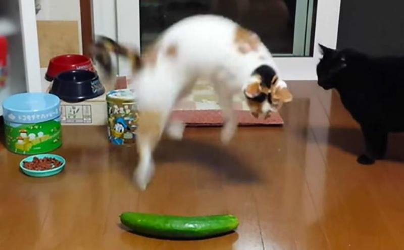 Cat and Cucumber