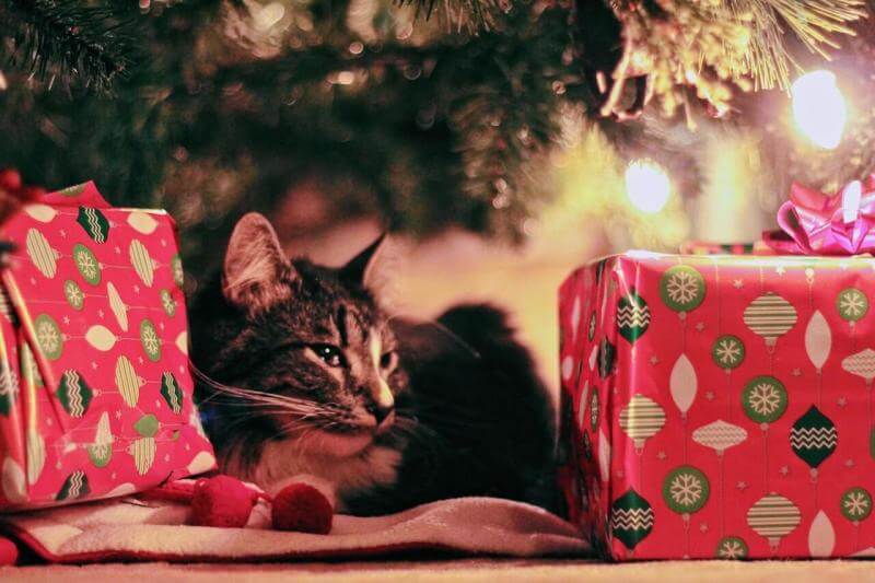 Cat with Christmas Presents