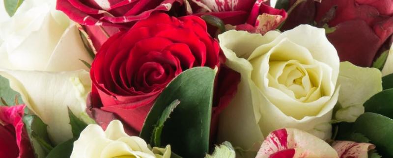 Red and White Roses - Appleyard Flowers