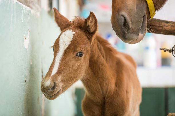 Together for Animals - Horse