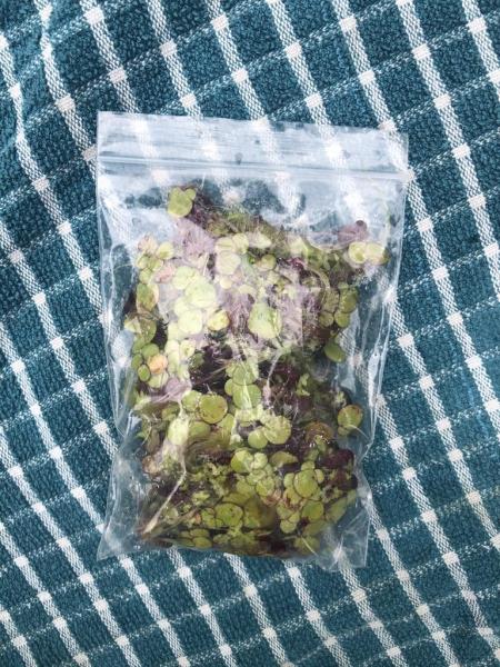 Packet of Garden Pond Weed