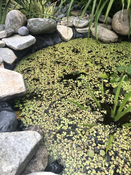 Small Garden Pond with rocks