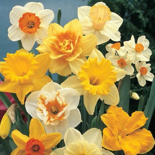 Beautiful Welsh Daffodils