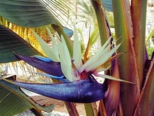 Exotic Bird of Paradise Plant from Gardening Express