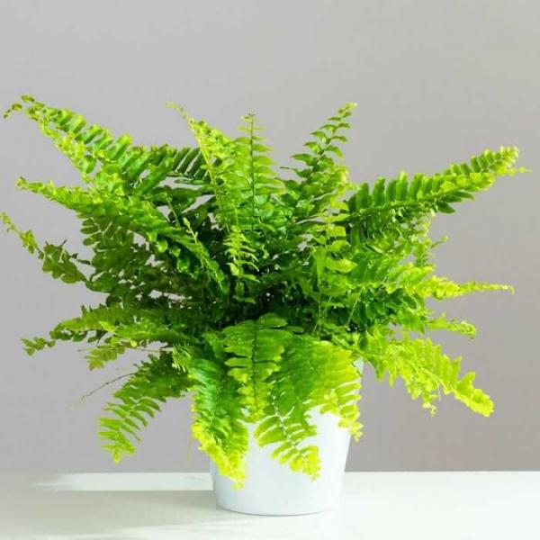 Indoor Potted Fern Plant Gardening Direct