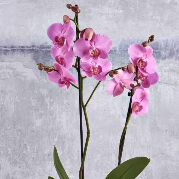 Potted Indoor Orchids Pinks Gardening Direct