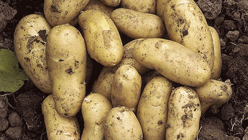 Charlotte potatoes