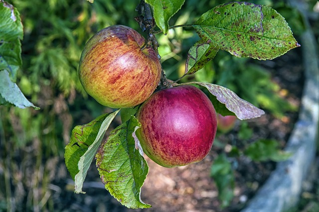 Apples on branch