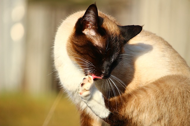 Cat cleaning