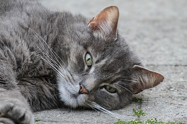 Grey cat