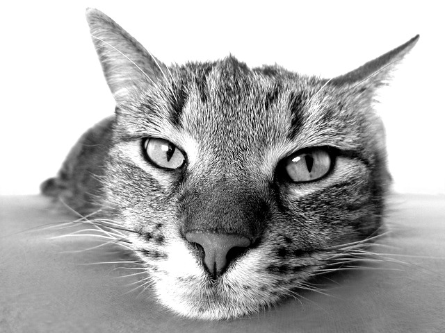 Cat in black and white