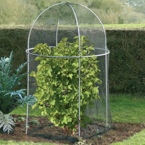 Agriframes small garden fruit cage
