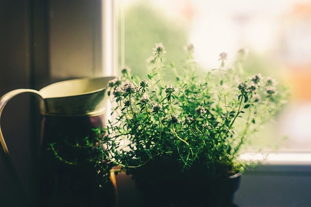 kitchen plants
