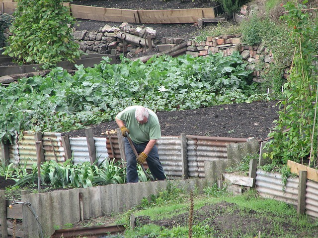 Gardening on allotment