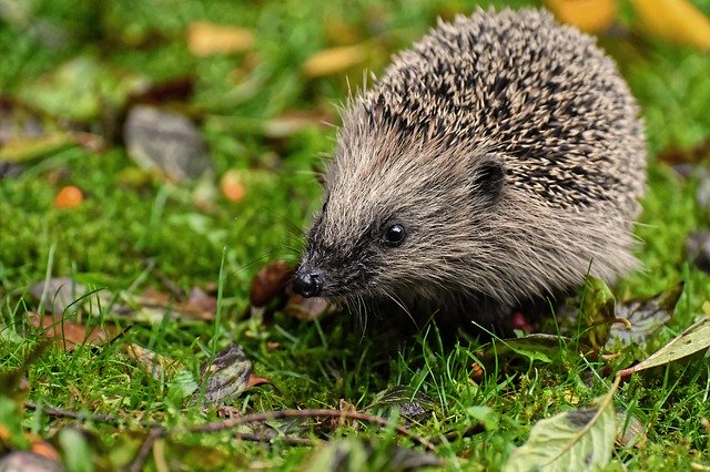 garden wildlife