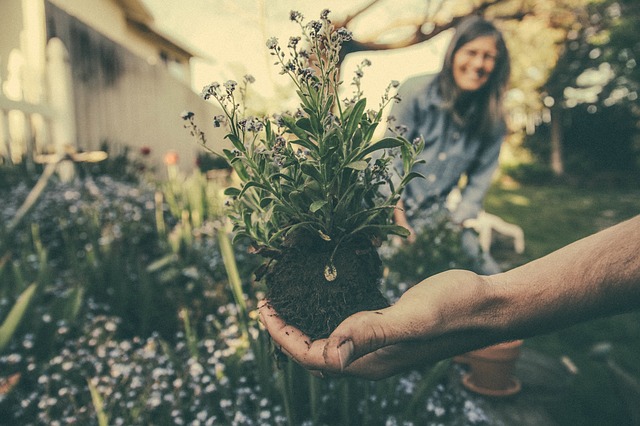 lavender plant