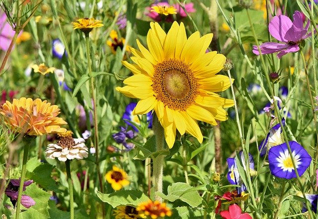 wildflowers