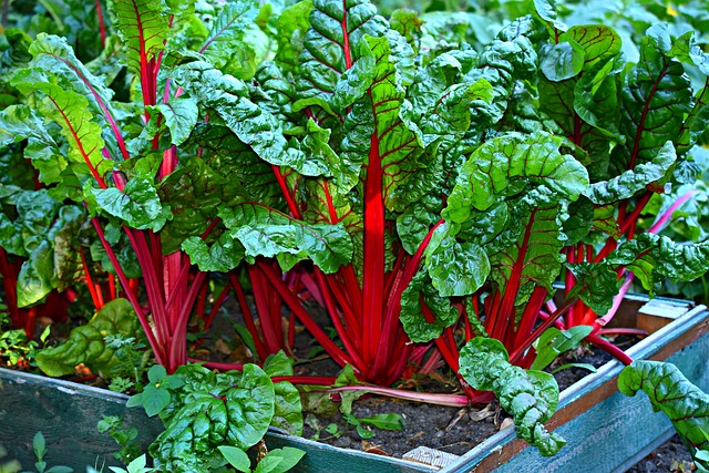 kitchen garden raised bed