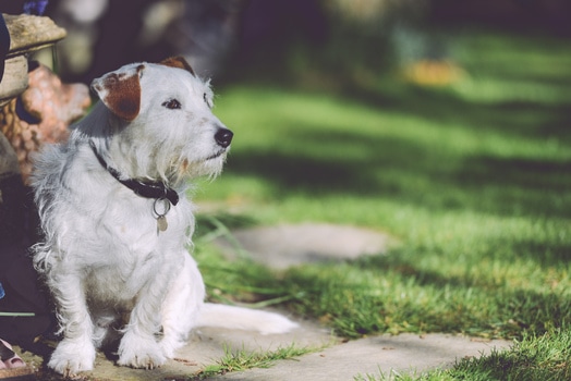 Walk a Terrier Dog