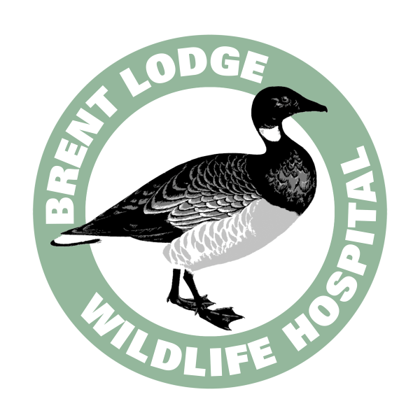 brent lodge wildlife hospital logo