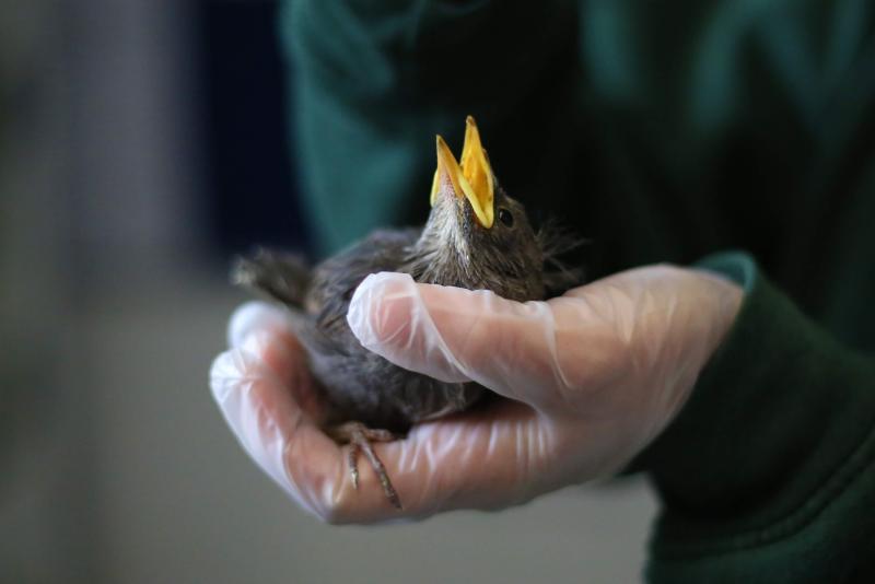 bird in hand wildlife hospital