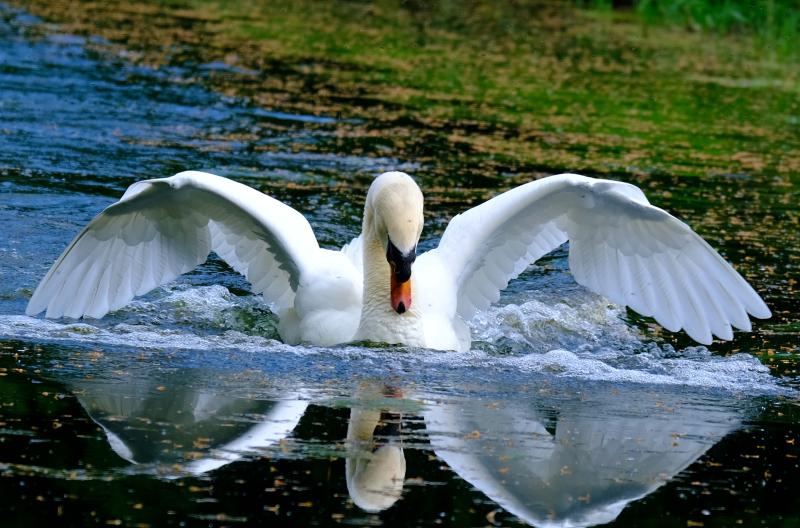 swan pic