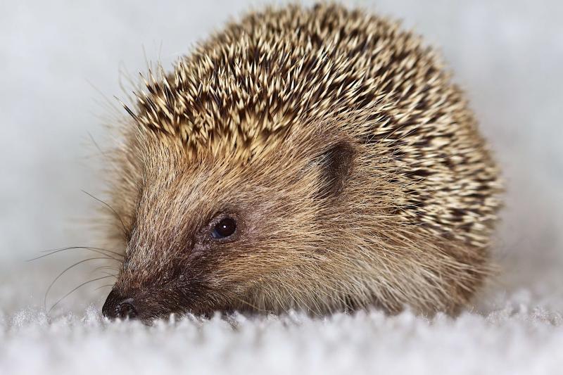 hedgehog wildlife hospital