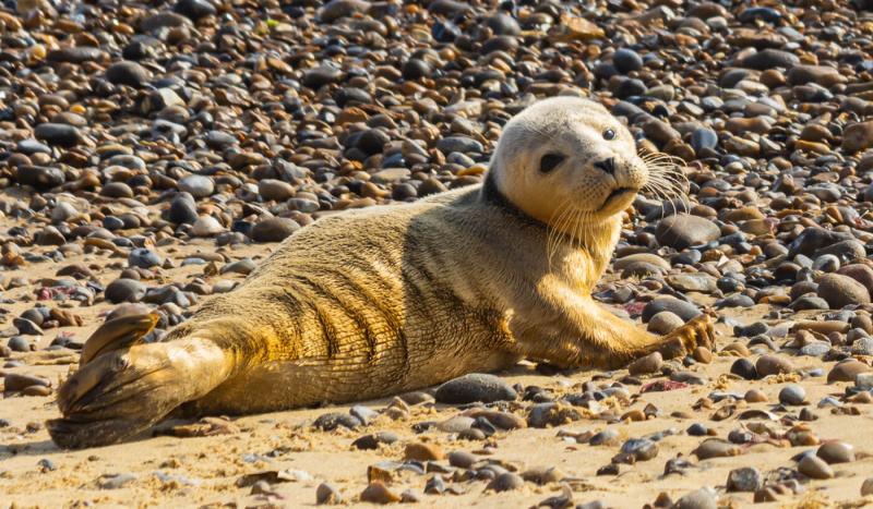 seal pup british divers marine life rescue 