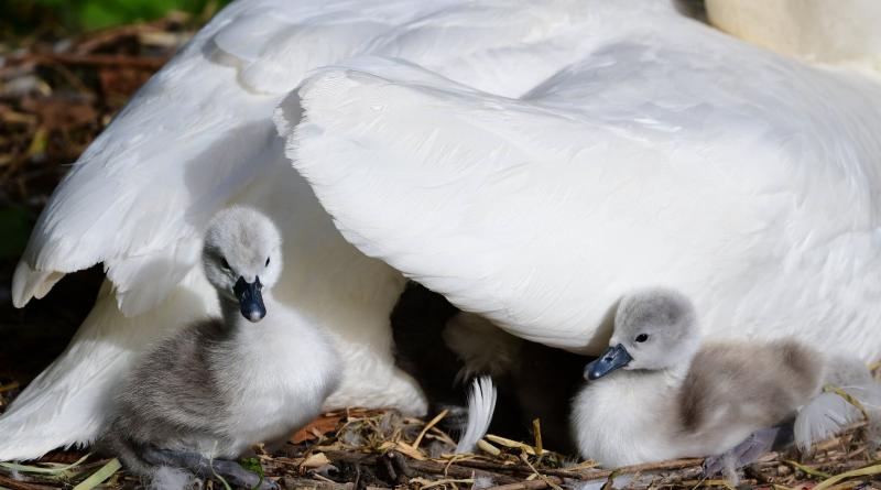 swan with babies