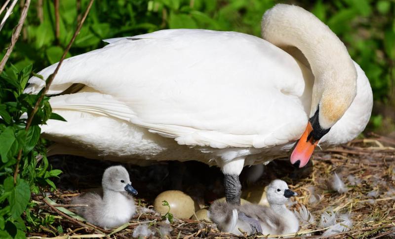 swan image