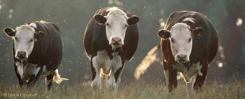 onekind cows 
