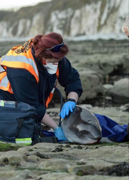 british divers marine life rescue resuce scene