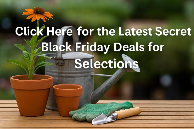 selections black friday