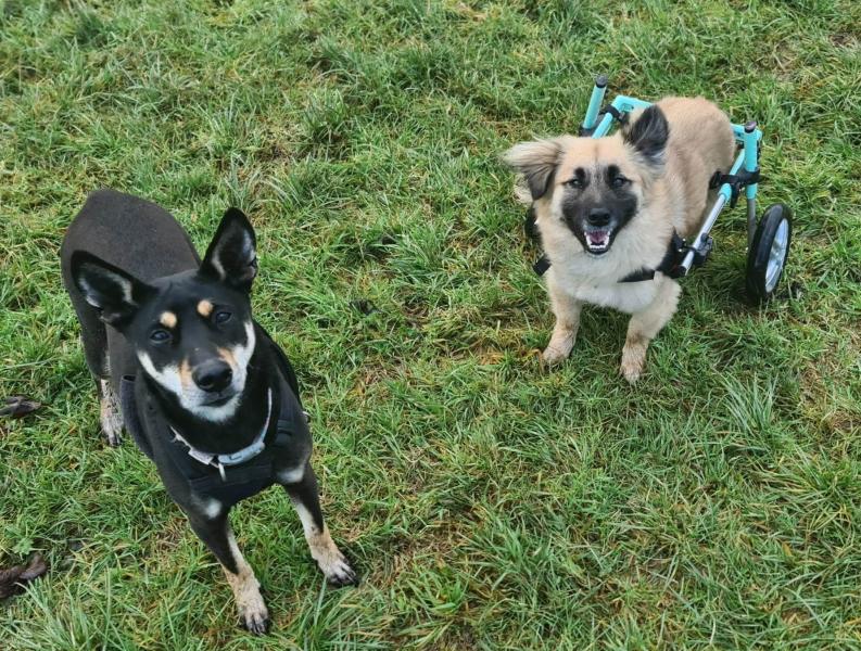 Help Rescue & Rehome Disabled Animals with Miracle's Mission