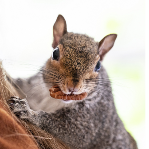 urban squirrels grey squirrel