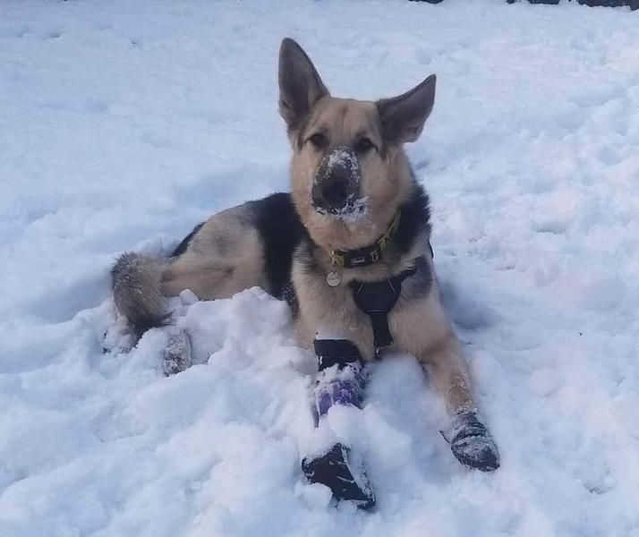 Help Rescue & Rehome Disabled Animals with Miracle's Mission