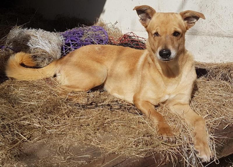 Help Rescue & Rehome Disabled Animals with Miracle's Mission